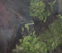 mantella