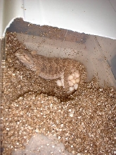 Ojo on eggs