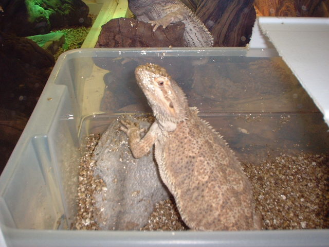 Ojo preggers