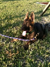 MY CZECH GERMAN SHEPHERD PUPS