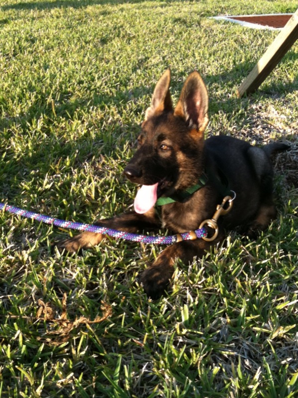 MY CZECH GERMAN SHEPHERD PUPS