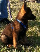 European German Shepherd puppy