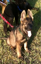 my german shepherd litter