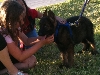 GSD puppy with children