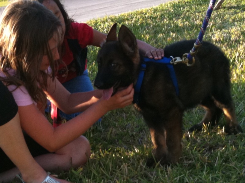 GSD puppy with children