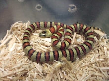 07 thayeri male- holdback