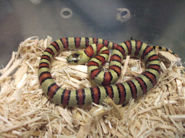 07 thayeri male- holdback