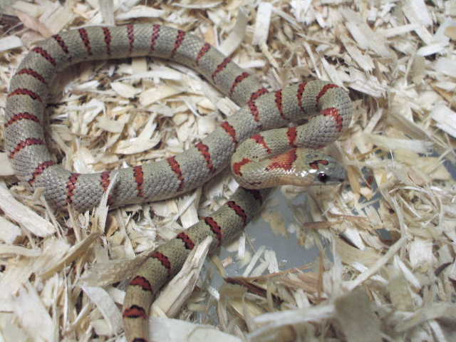 07 male from Michelle Rogers