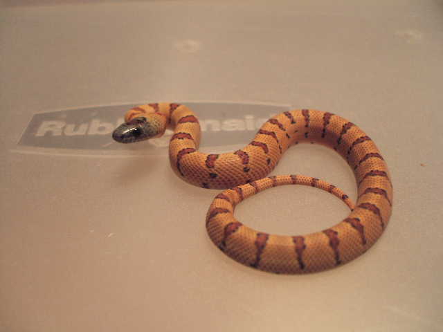 08 Thayeri from Dan V x Lee Abbott lines-just out of egg today