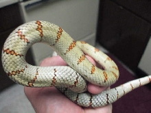 Adult lime green male 3