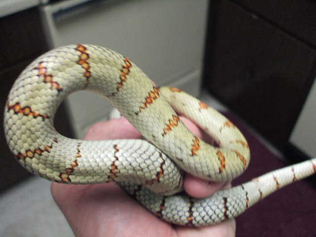 Adult lime green male 3