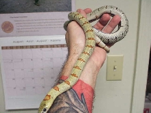 adult lime green male 1