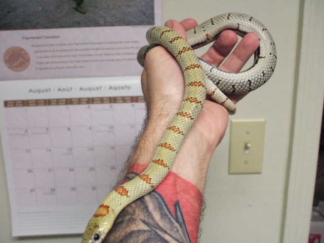 adult lime green male 1