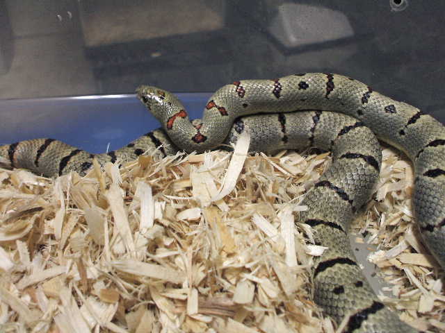 Dan V male from Jim Smith
