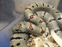 Dan V male from Jim Smith