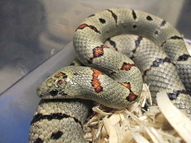Dan V male from Jim Smith