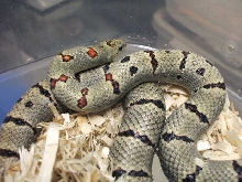 Dan V male from Jim Smith