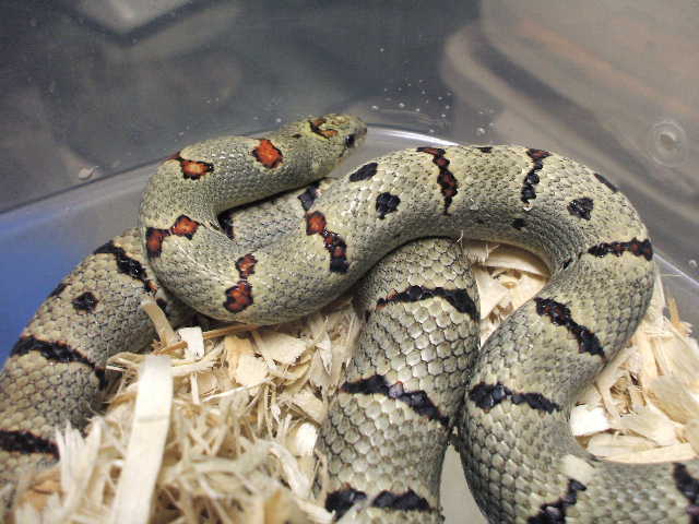 Dan V male from Jim Smith