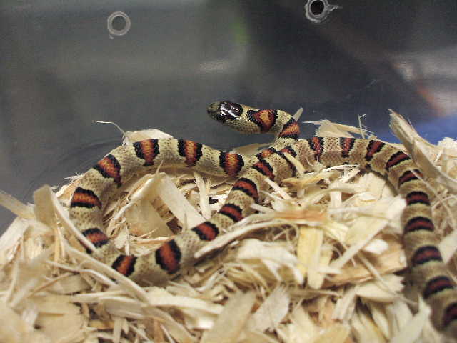 John Cherry Lemke line female 1