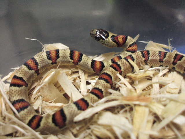 John Cherry Lemke line female 2