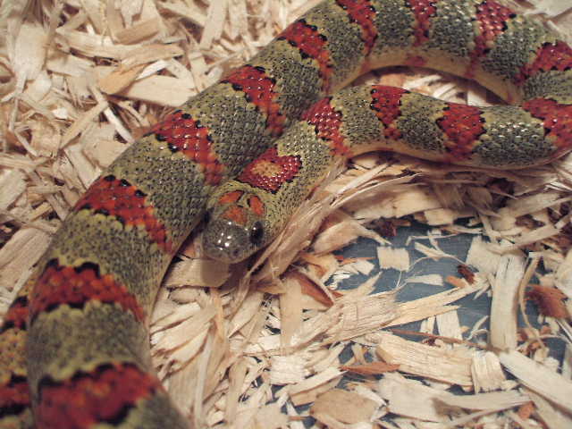 Ricky- 03 Vivid 1