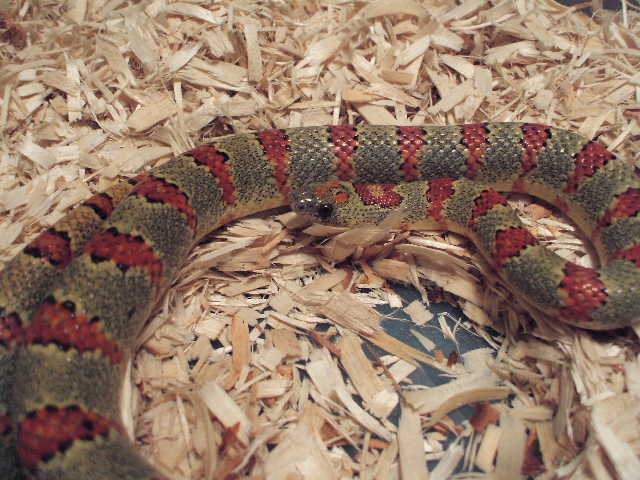 Ricky- 03 Vivid 2