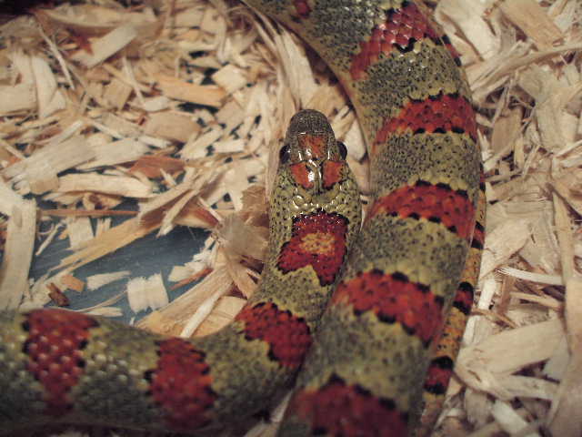 Ricky- 03 Vivid 3