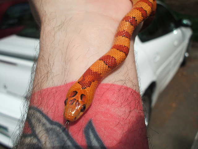 Sonny