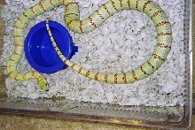 Thayeri Male