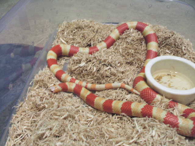 Valentine's Day snake