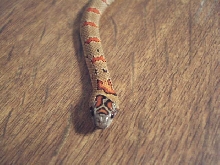 Wilber