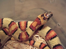 adult yellow male 3