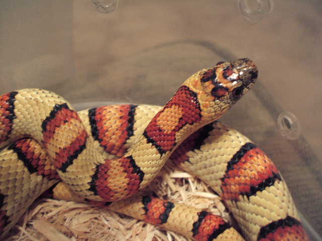 adult yellow male 3