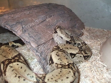 het albino male boa