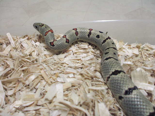Dan V male 2