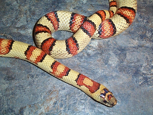 Adult Male