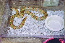 Adult female Thayeri