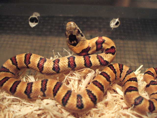 golden yellow 06 thayeri 2