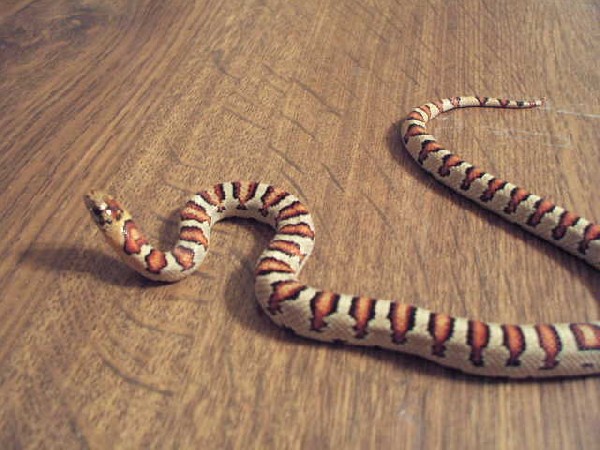 Holdback 1