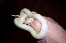 Not a happy snake