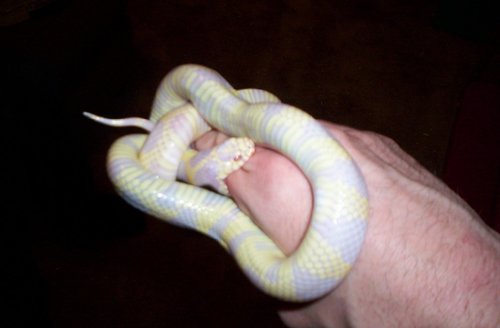 Not a happy snake