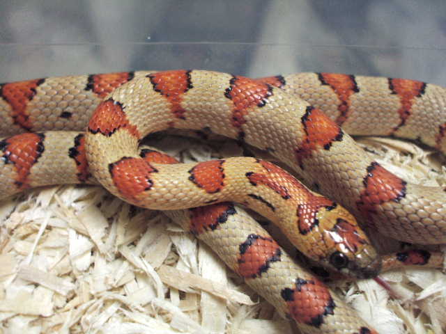 Laredo x Lemke line Thayeri from John Cherry