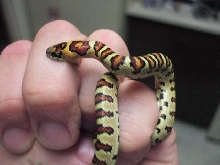 split saddled hatchling 2