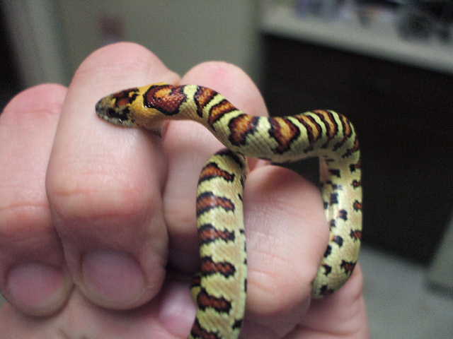 split saddled hatchling 2
