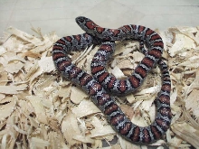 mex mex female