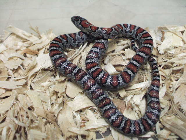 mex mex female
