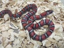 mex mex male