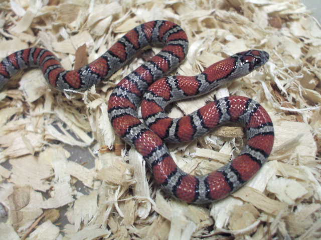 mex mex male