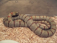 reduced balck green male 1