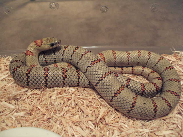 reduced balck green male 1